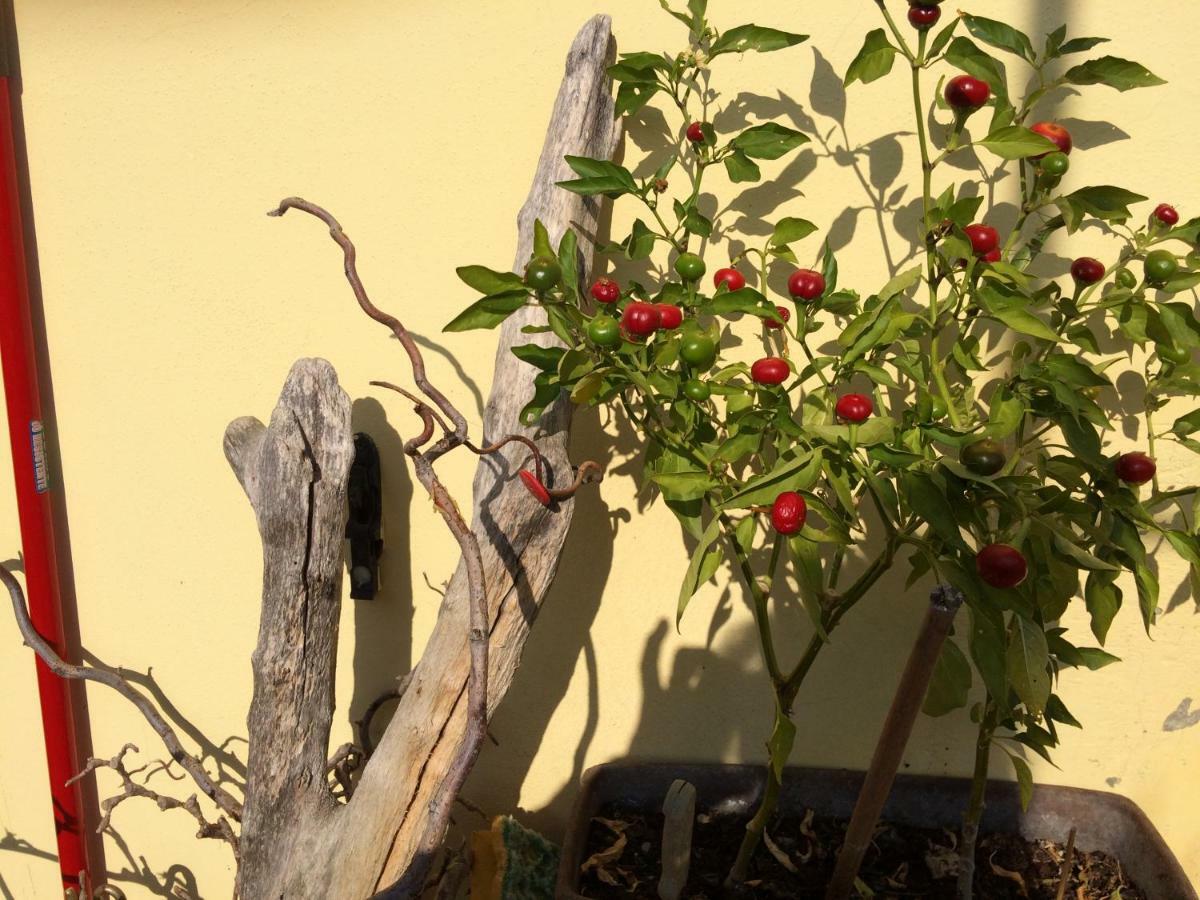 Il Giardino B&B Castelvetro di Modena Esterno foto