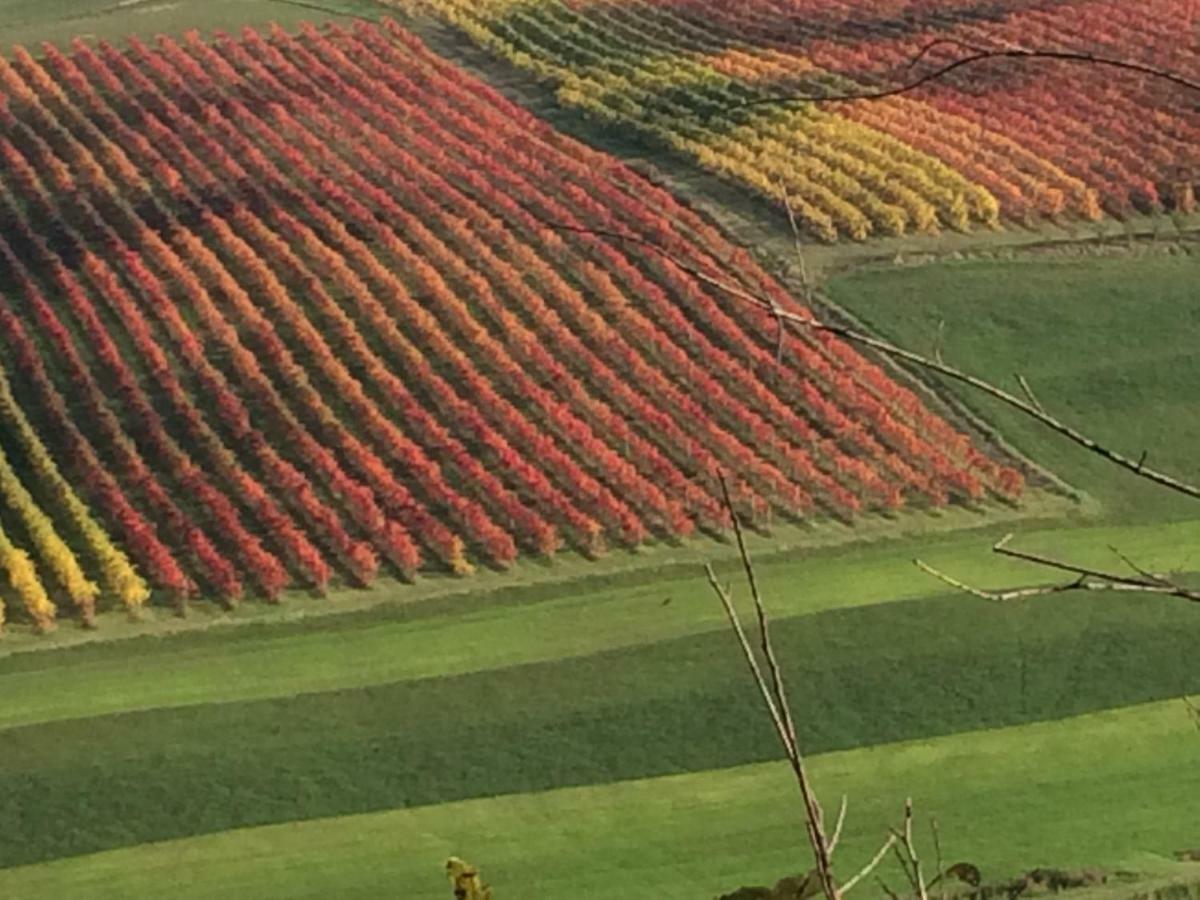 Il Giardino B&B Castelvetro di Modena Esterno foto